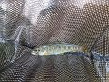 Cedar Run Trout1